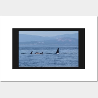 Orca Family Posters and Art